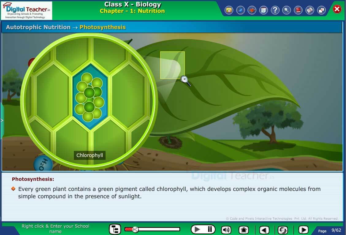 Class 10 Biology chapter 1 Nutrition, Photosynthesis Lesson Activity Explation with Digital Teacher Animated video content